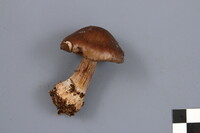 Cortinarius scaurus image